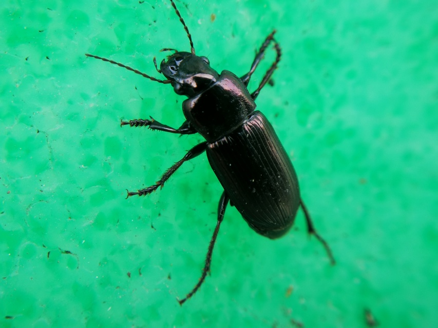 Harpalus distinguendus - mezei lomhafutó