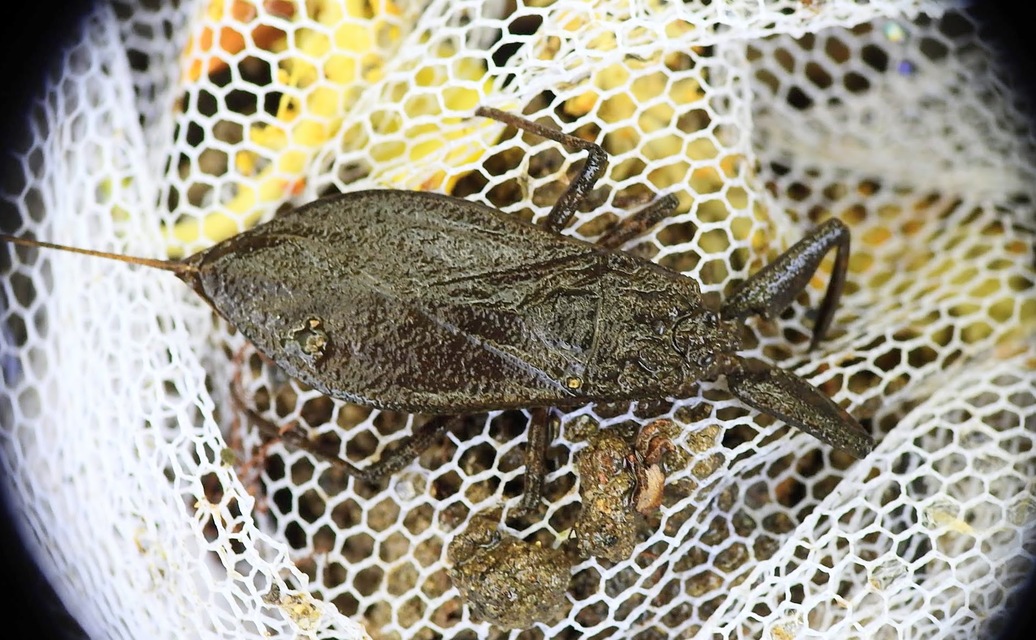 Nepa cinerea - víziskorpió