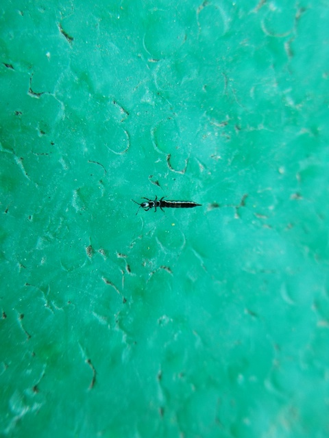 Thysanoptera - Tripszek