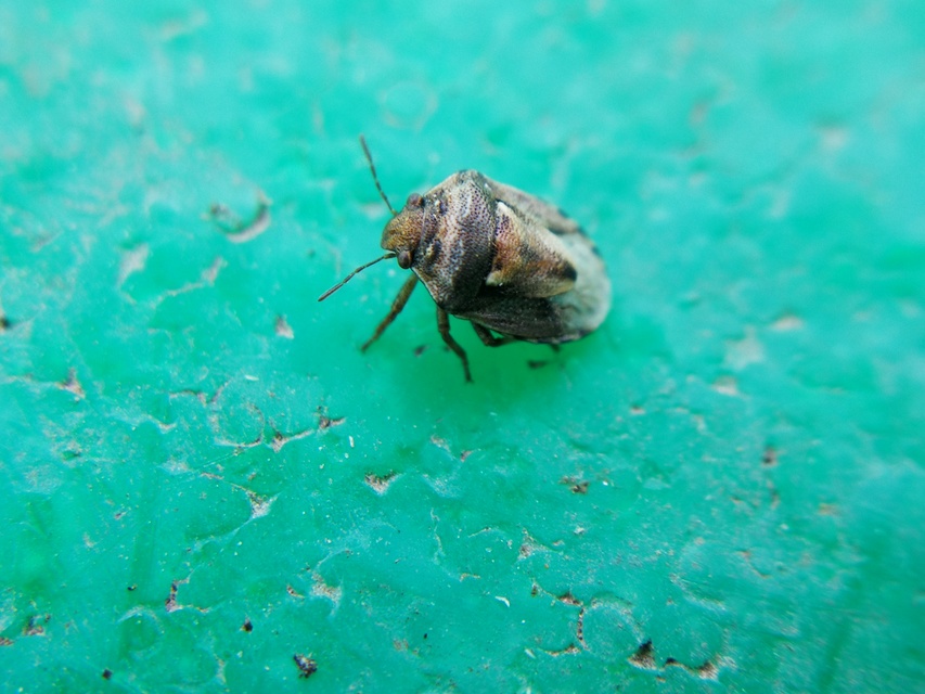 Stagonomus bipunctatus - kétpettyes címerespoloska Stagonomus bipunctatus - kétpettyes címerespoloska