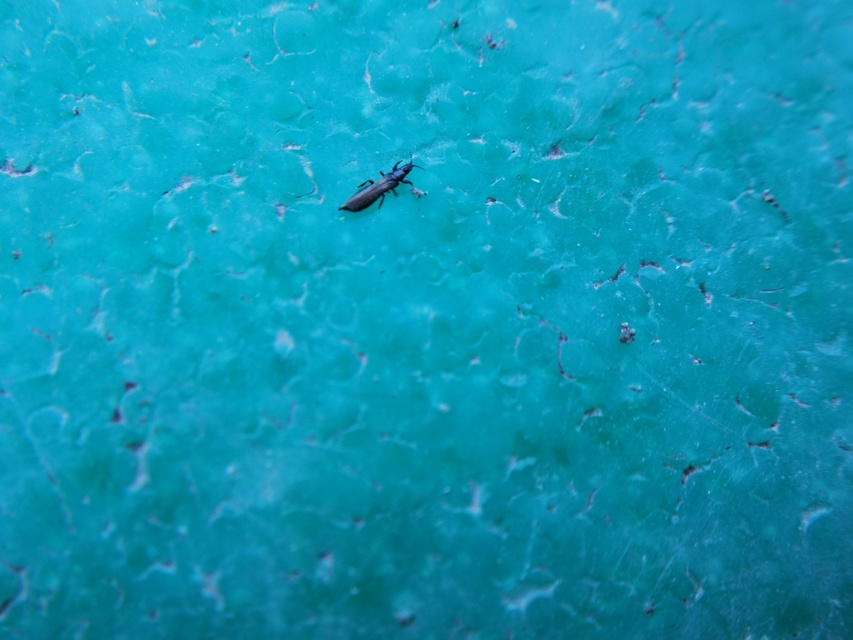 Thysanoptera - Tripszek