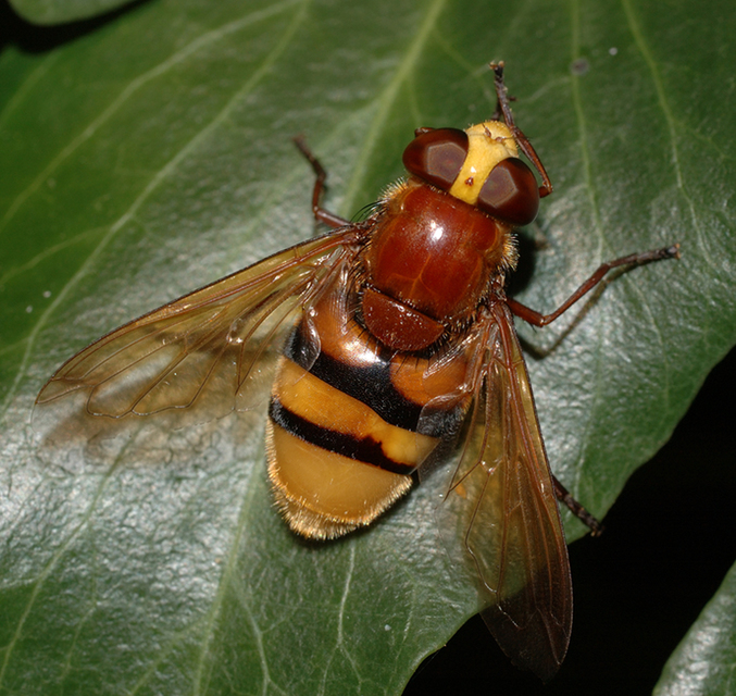 Volucella zonaria - kétöves pihelégy