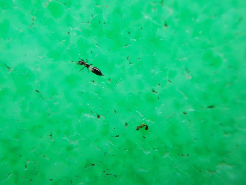 Thysanoptera - Tripszek