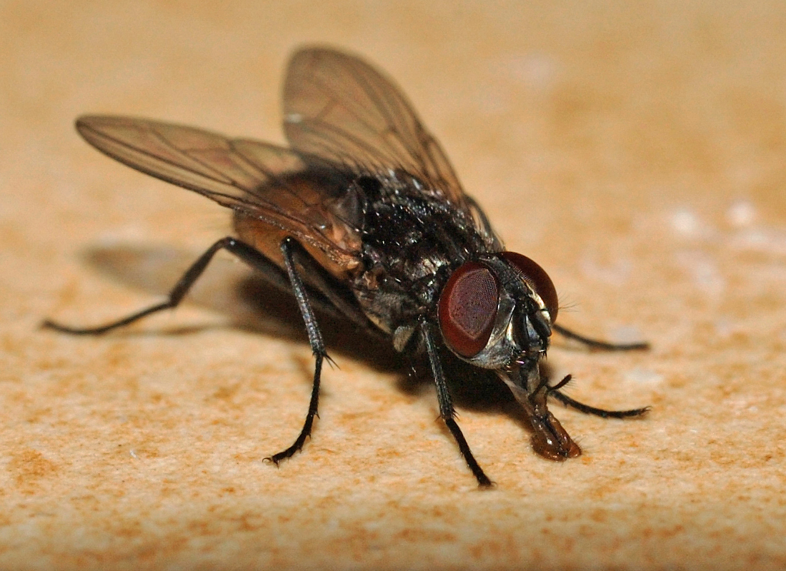 Musca domestica - házi légy