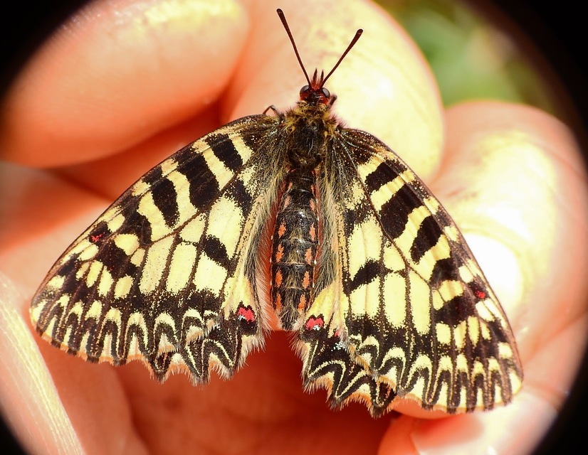Zerynthia polyxena - farkasalmalepke