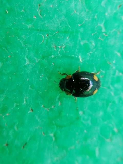 Hyperaspis