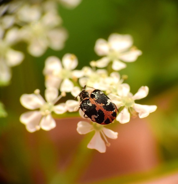 Anthrenus scrophulariae - nagy múzeumbogár