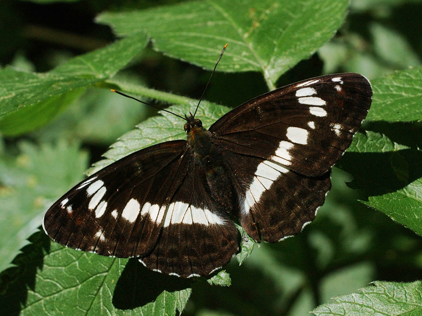 Limenitis camilla - kis lonclepke