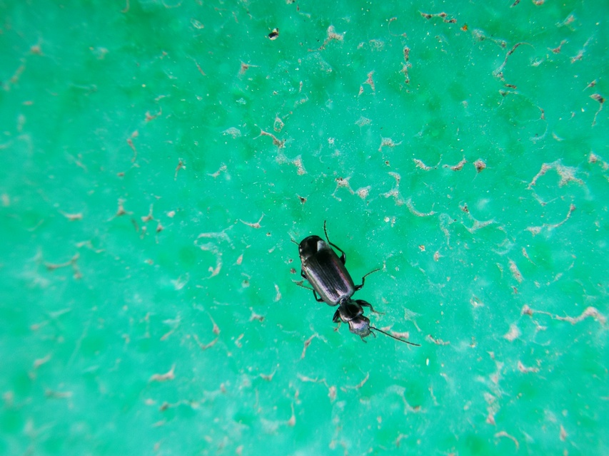 Microlestes