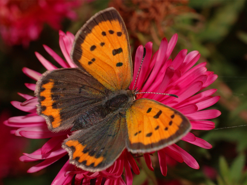 Lycaena phlaeas - közönséges tűzlepke