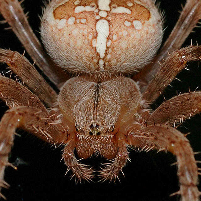 Araneus diadematus - koronás keresztespók Araneus diadematus - koronás keresztespók