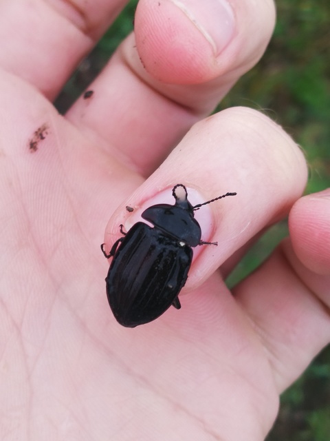 Silpha carinata - karimás dögbogár