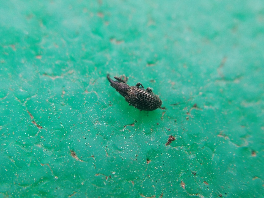 Catapion jaffense - görbeorrú cickányormányos Catapion jaffense - görbeorrú cickányormányos