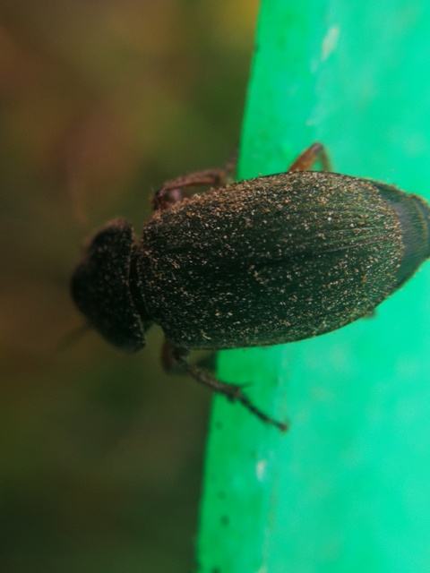 Harpalus affinis - szőrösszárnyú lomhafutó