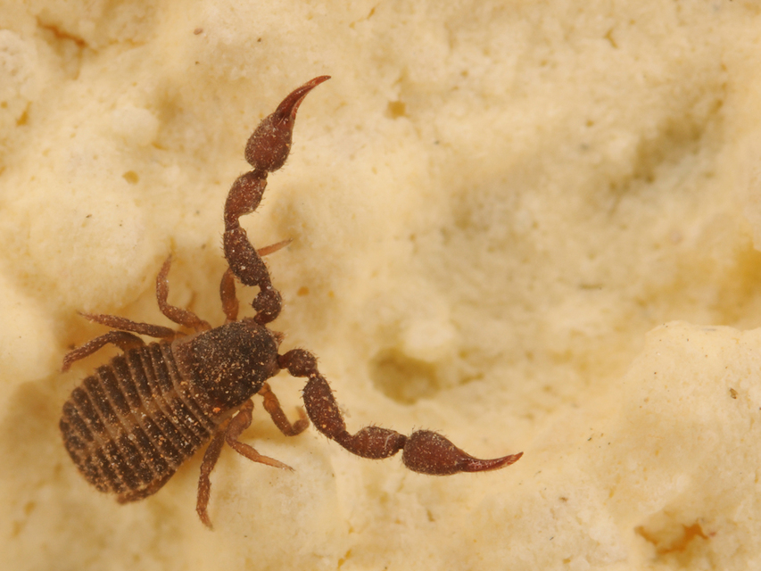 Pseudoscorpionida - Álskorpiók