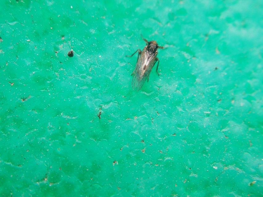 Delphacidae - sarkantyús kabócák