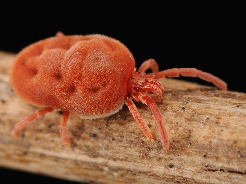 Allothrombium