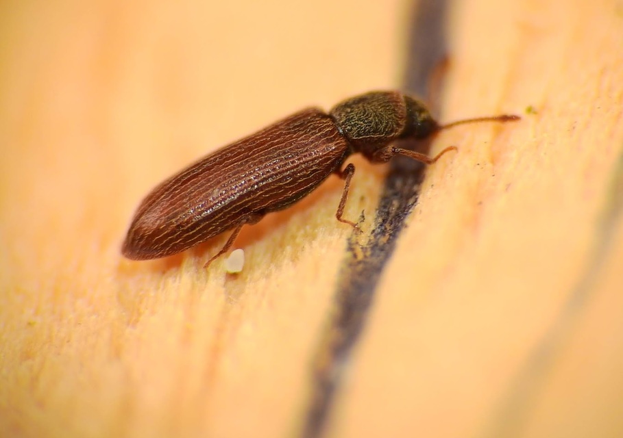 Lyctus pubescens - nagy falisztbogár