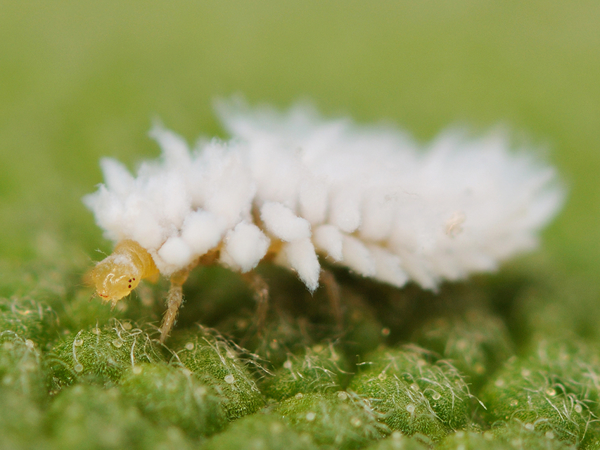 Cryptolaemus montrouzieri