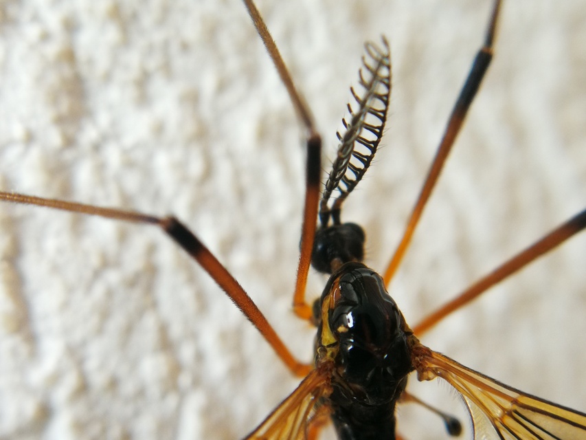 Dictenidia bimaculata