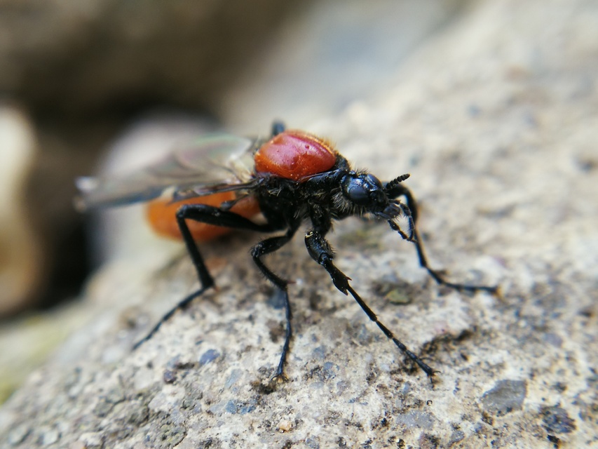 Bibionidae - bársonylegyek