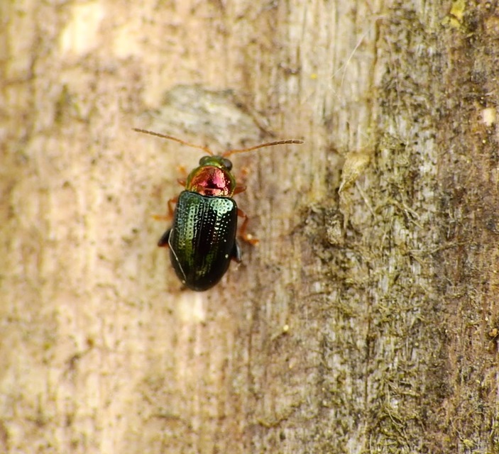 Crepidodera aurata - ékes fűz-földibolha