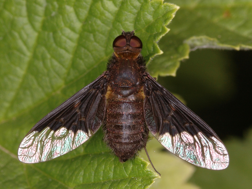 Hemipenthes morio - közönséges gyászlégy