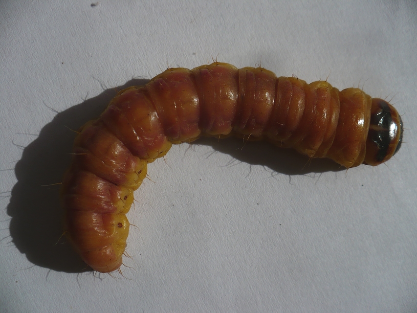 Cossus cossus - fűzfarontólepke
