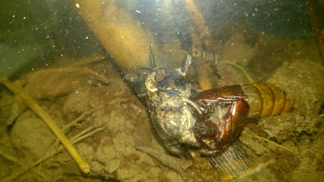 Cossus cossus - fűzfarontólepke