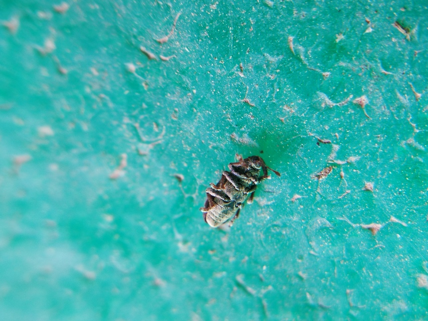 Tychius cuprifer - rezesbarna tímárormányos