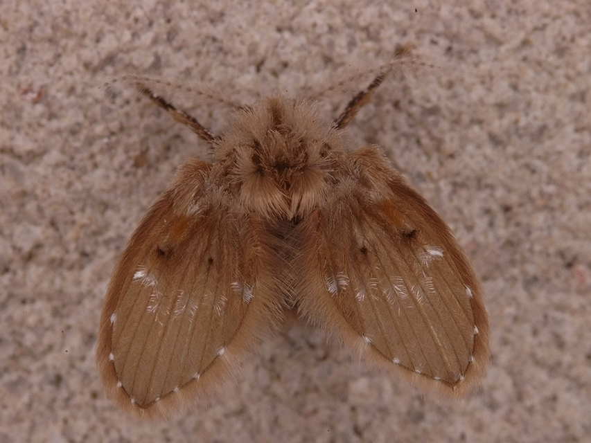 kétszárnyúak (Diptera)