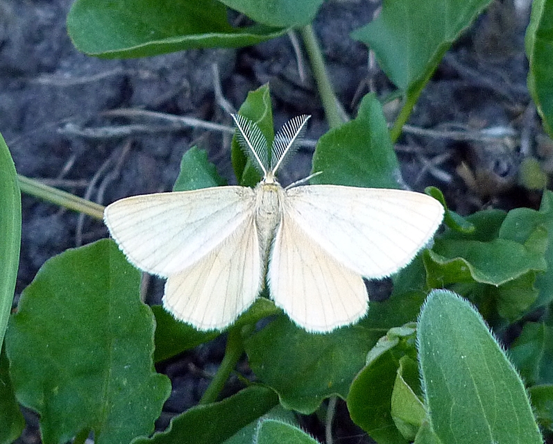 Siona lineata - vonalas fehéraraszoló
