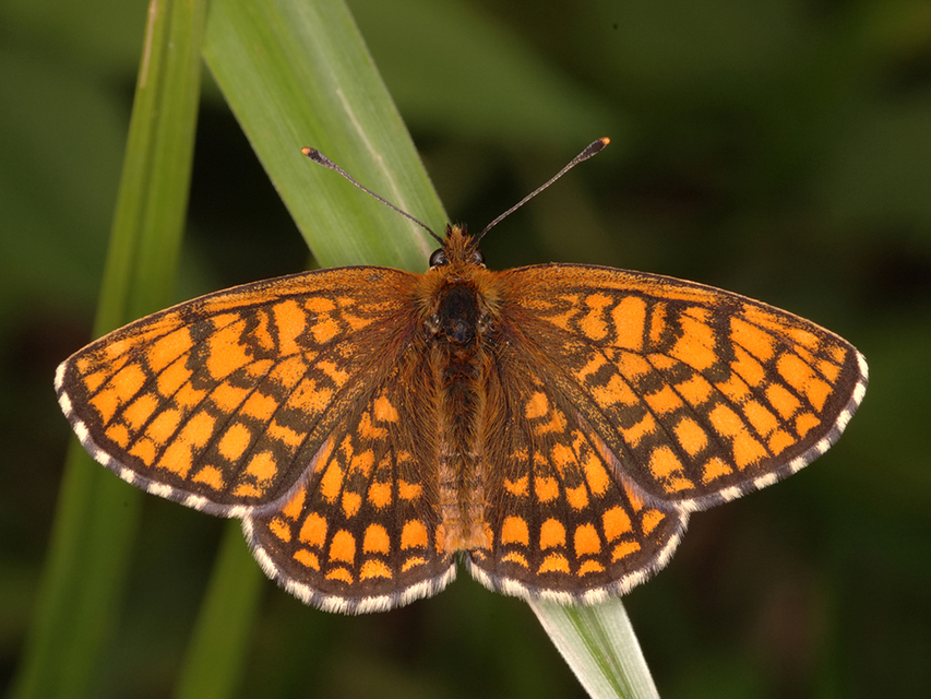 Melitaea athalia - közönséges tarkalepke