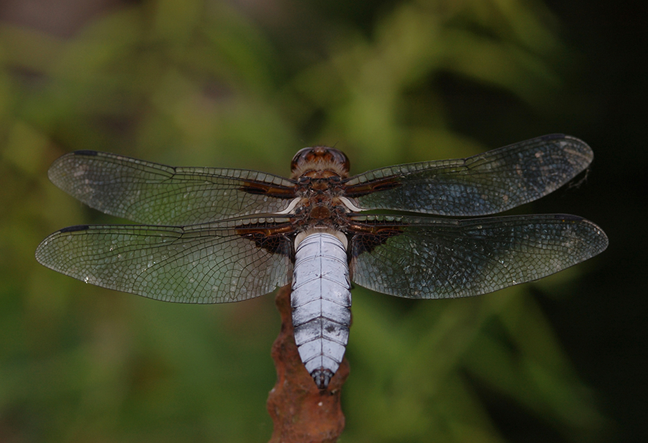Libellula depressa - széles laposacsa