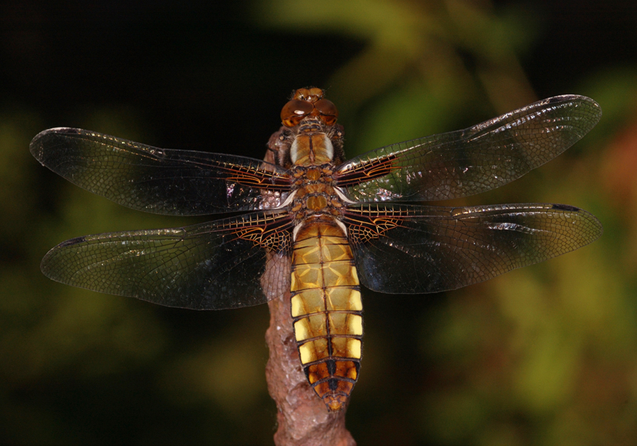 Libellula depressa - széles laposacsa