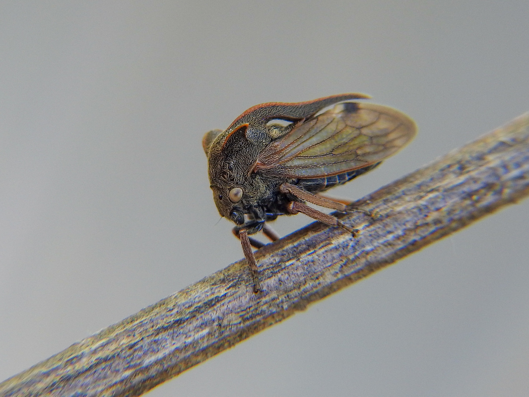 Centrotus cornutus - szarvaskabóca