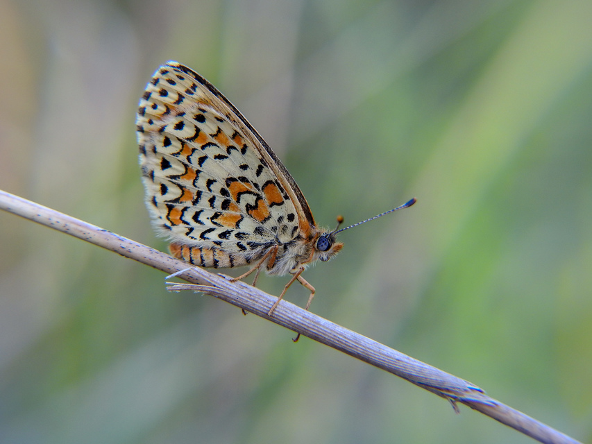 Melitaea trivia - kis tarkalepke