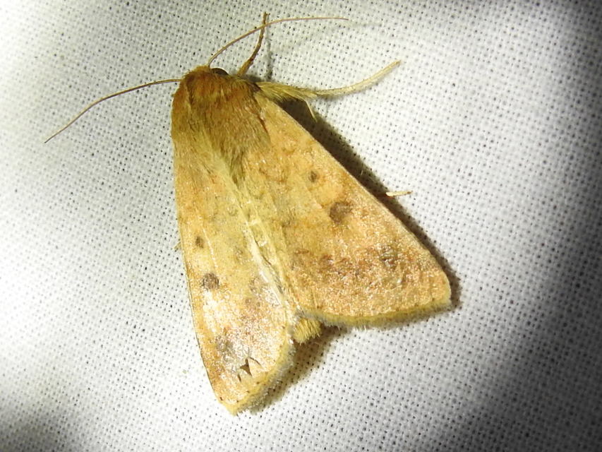 Helicoverpa armigera - kukorica-veteménybagoly