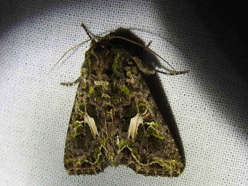 Trachea atriplicis - nyári zöldbagoly