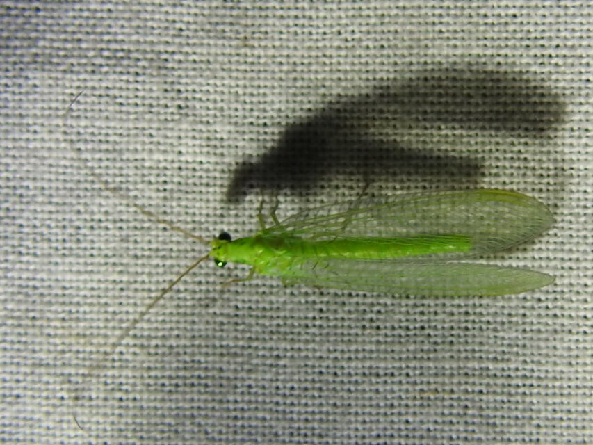 Chrysopidae - zöldfátyolkák