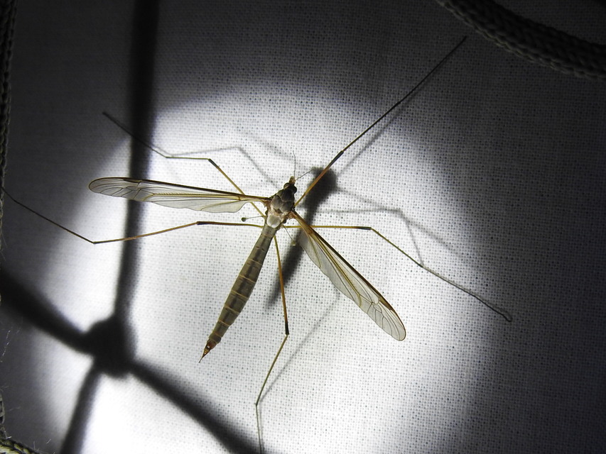 Tipula
