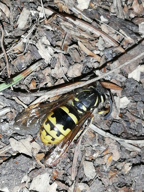 Vespula vulgaris - kecskedarázs