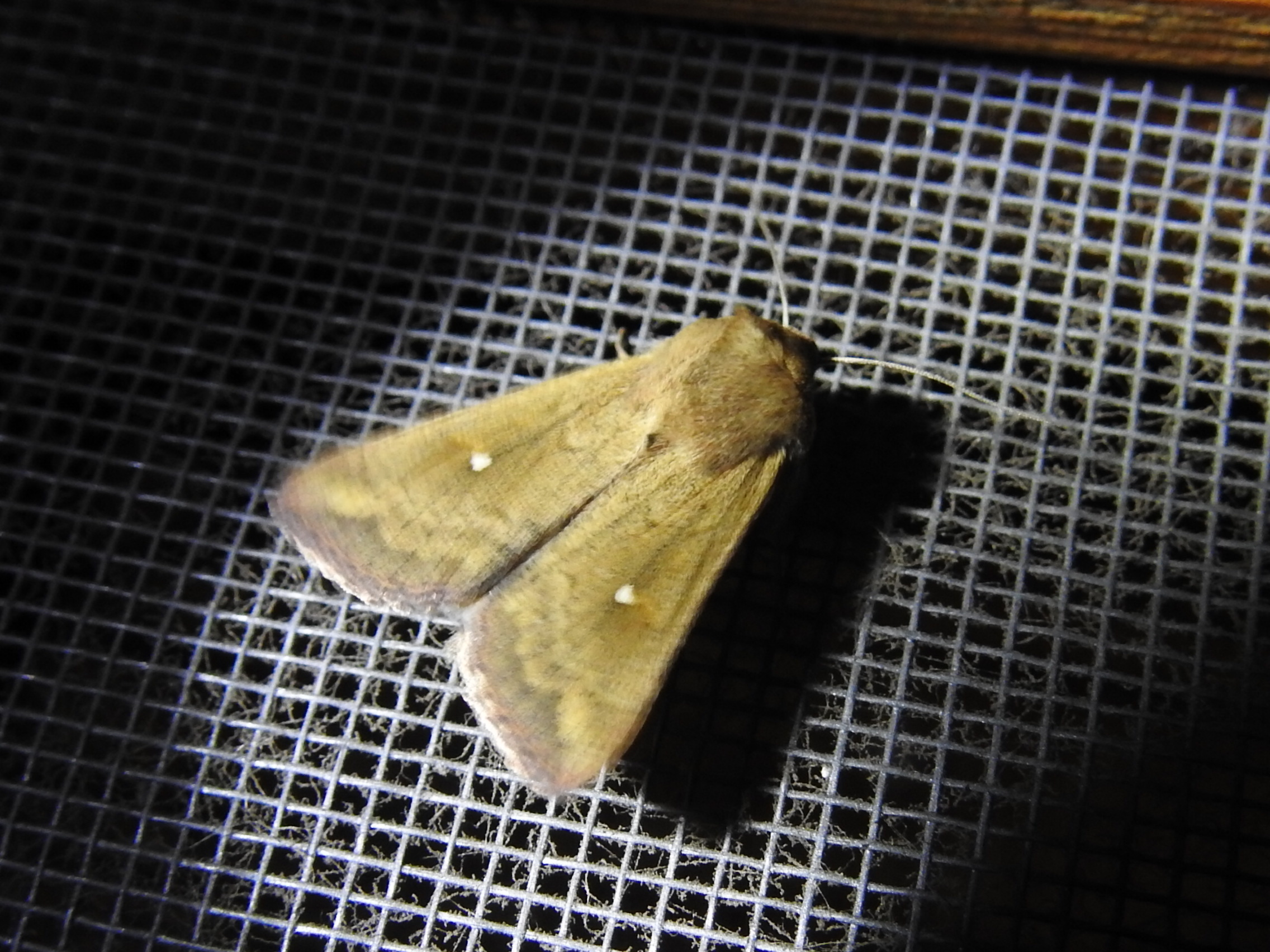 Mythimna albipuncta - fehérpettyes rétibagoly