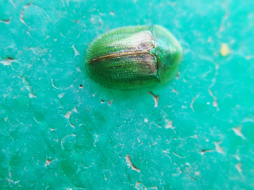 Cassida Cassida