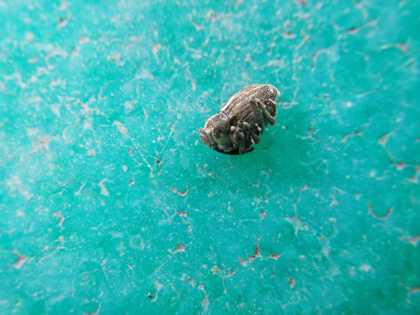 Glocianus albovittatus - fehérsávos máktokormányos