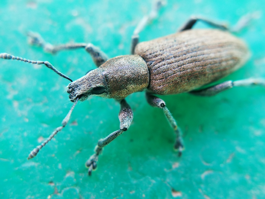 Tanymecus palliatus - közönséges hegyesfarúbarkó