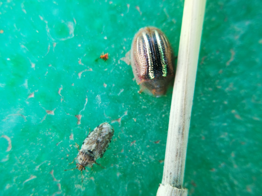 Cassida nobilis - díszes pajzsbogár Cassida nobilis - díszes pajzsbogár