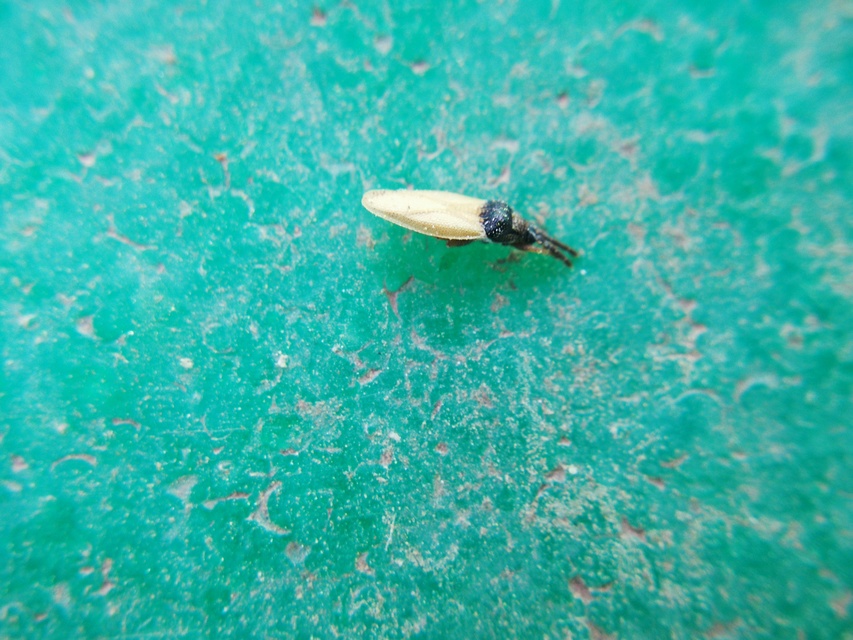 Agramma