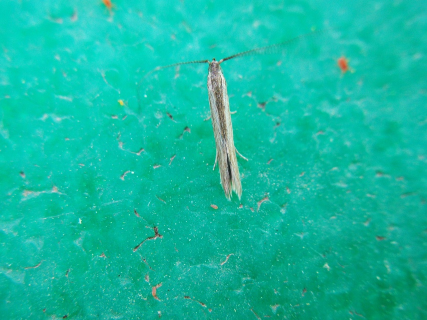 Coleophoridae - zsákhordómolyfélék