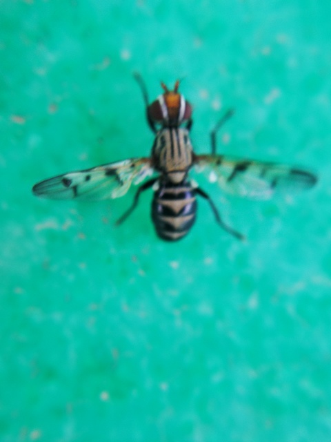 Otites formosa